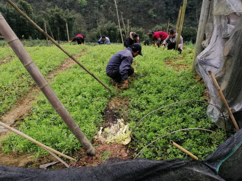 苦丁茶苗