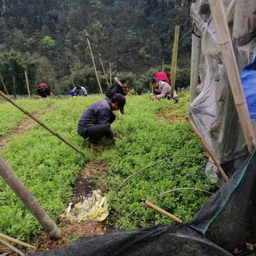 苦丁茶苗