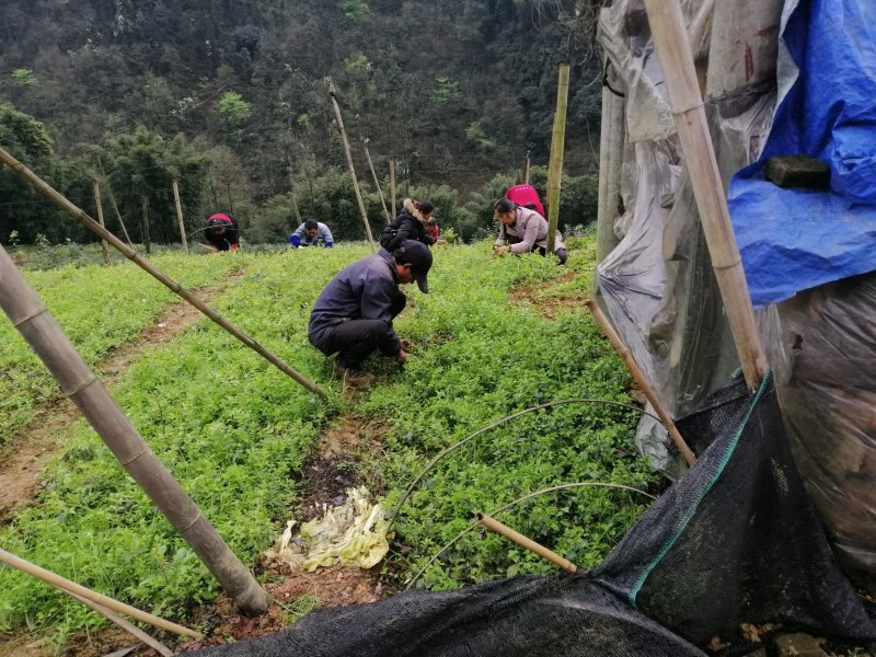 苦丁茶苗