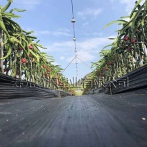 现代园林防草布pp编织防草布大棚果园用除草布