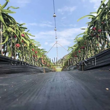 现代园林防草布pp编织防草布大棚果园用除草布