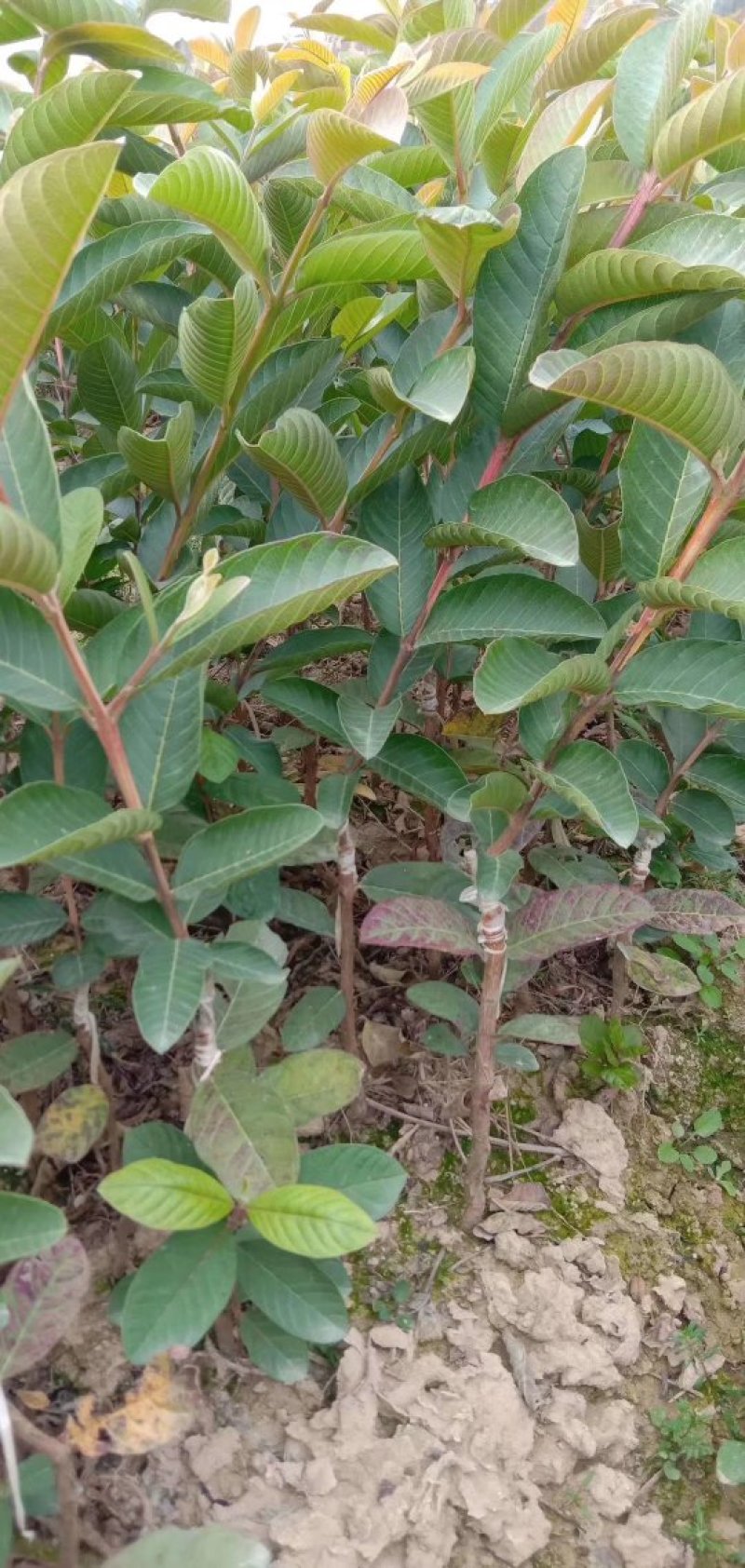 热卖特价包邮番石榴苗西瓜芭乐珍珠番石榴苗