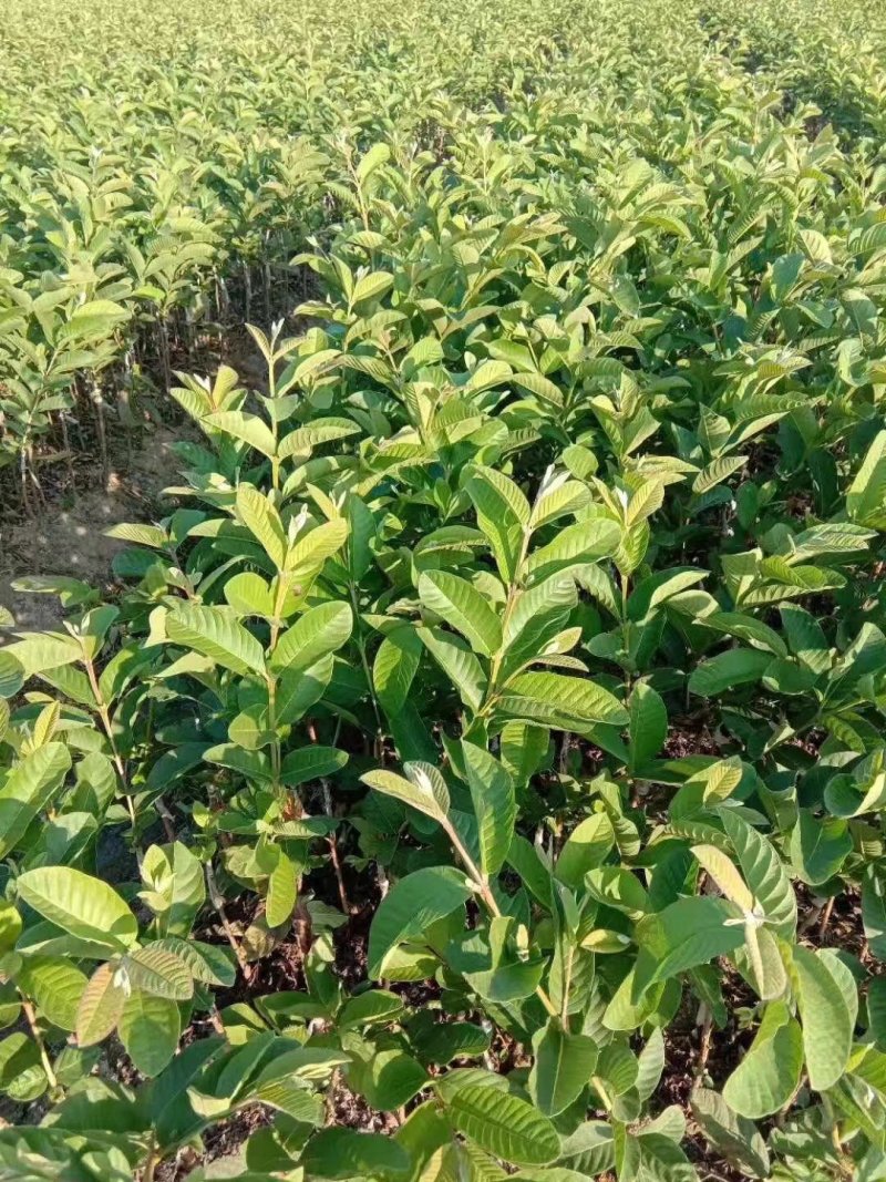 热卖特价包邮番石榴苗西瓜芭乐珍珠番石榴苗