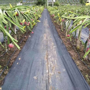 火龙果基地防草布除草布地膜园艺地布黑色防草布