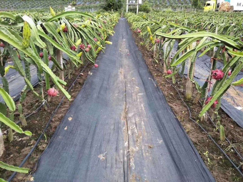 火龙果基地防草布除草布地膜园艺地布黑色防草布