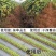 火龙果基地防草布除草布地膜园艺地布黑色防草布