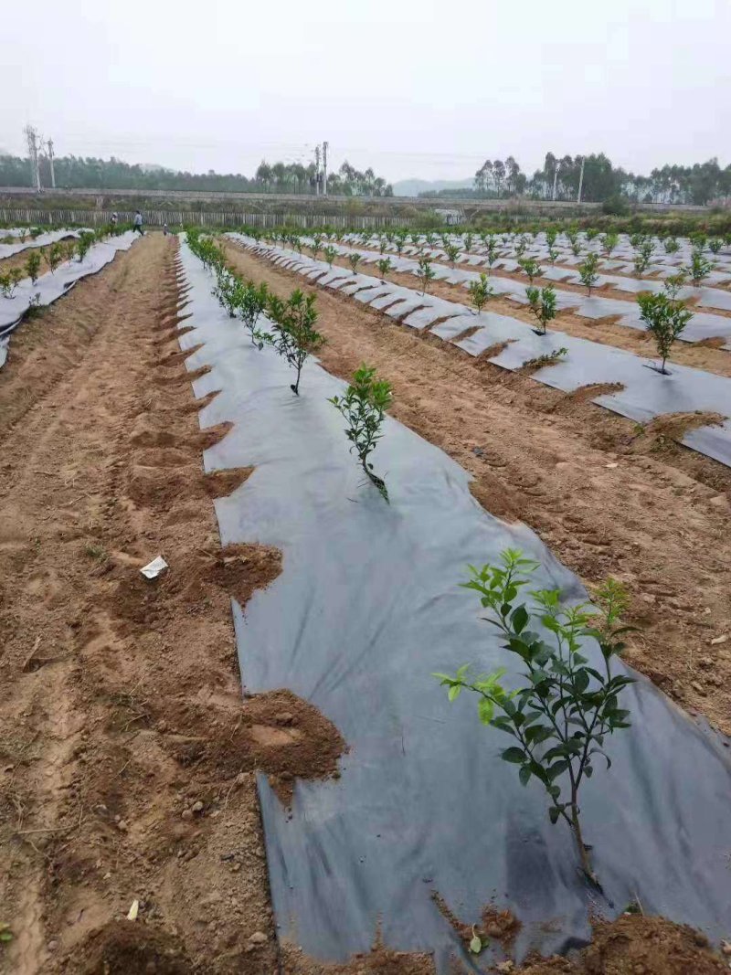 厂家直销黑色pp园艺地布防草布除草布批发pp地布