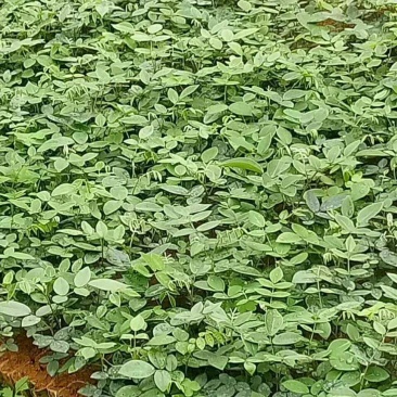 山豆根种苗