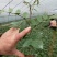 山豆根种苗
