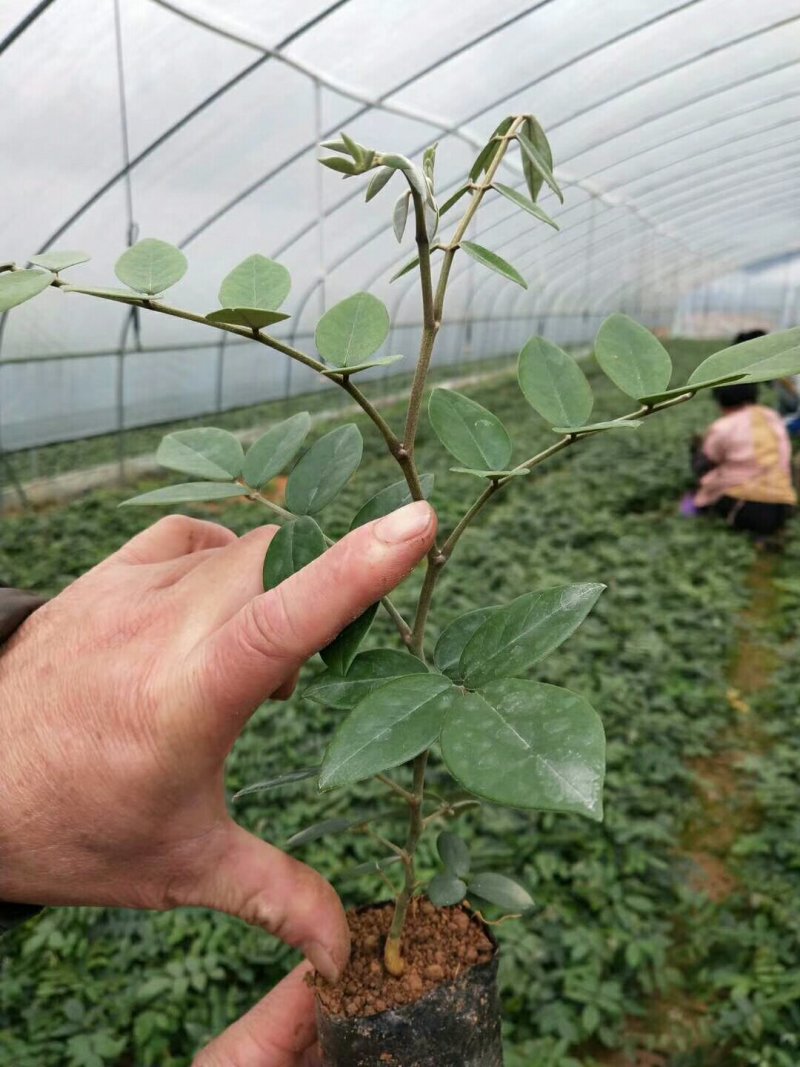 山豆根种苗