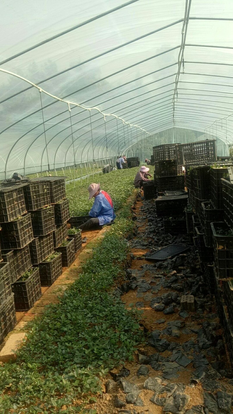山豆根种苗