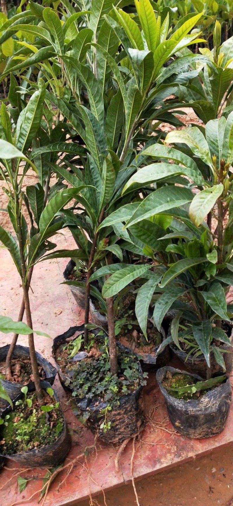 蛋黄果苗2年苗包邮鸡蛋果苗广西蛋黄果苗