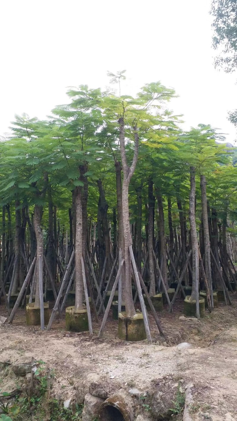 凤凰木（广东普宁凤凰木供应商）（广东普宁凤凰木批发商）