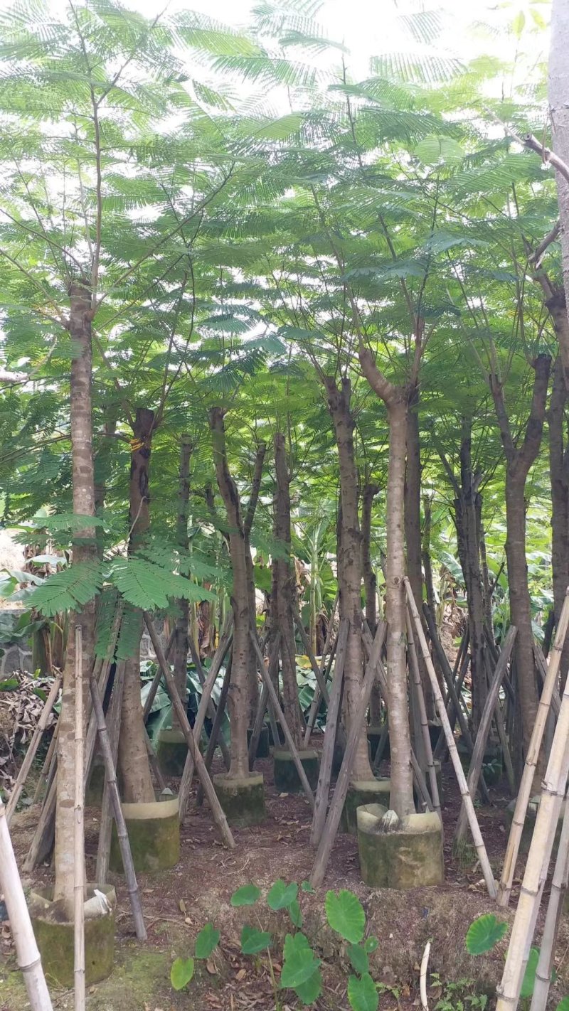 凤凰木（广东普宁凤凰木供应商）（广东普宁凤凰木批发商）