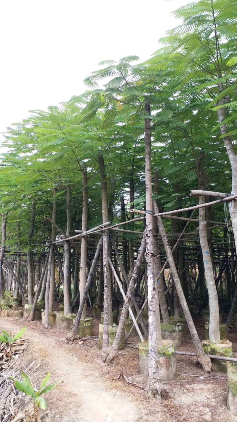 凤凰木（广东普宁凤凰木供应商）（广东普宁凤凰木批发商）