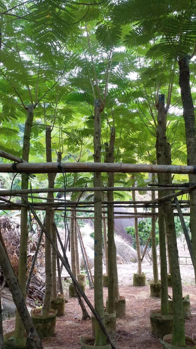 凤凰木（广东普宁凤凰木供应商）（广东普宁凤凰木批发商）