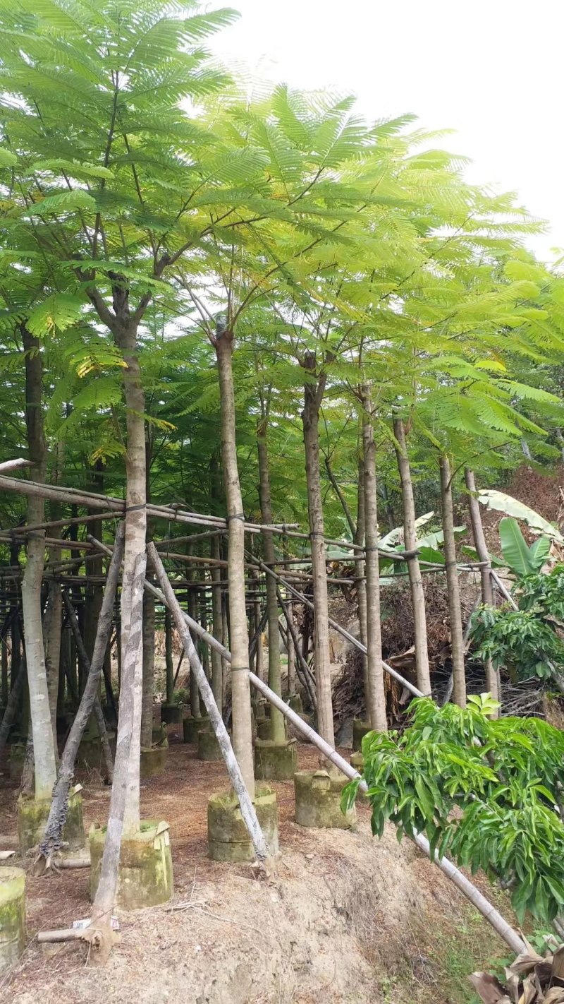 凤凰木（广东普宁凤凰木供应商）（广东普宁凤凰木批发商）
