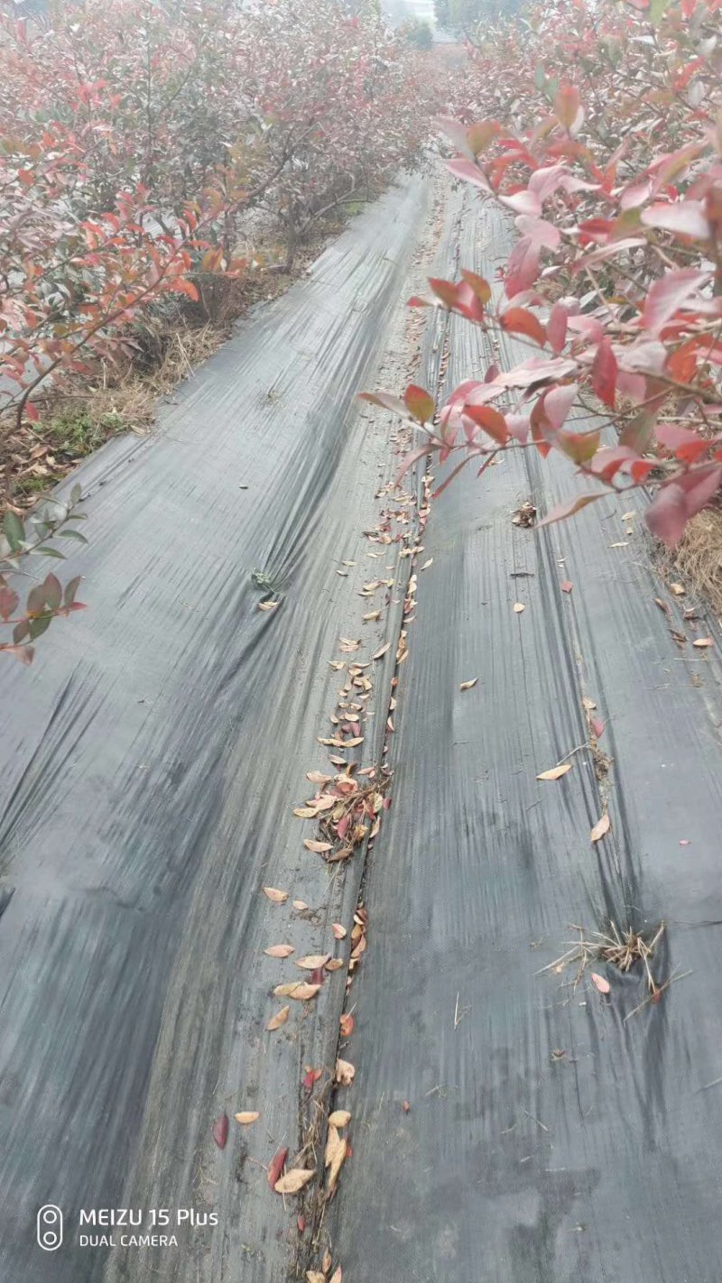除草布定做果园农用黑色pp除草布大棚种植园艺地布防草