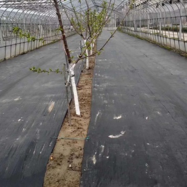 除草布定做果园农用黑色pp除草布大棚种植园艺地布防草