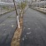 除草布定做果园农用黑色pp除草布大棚种植园艺地布防草