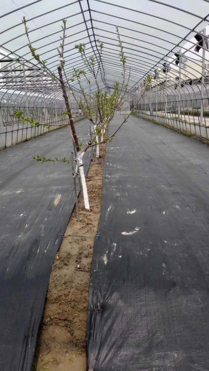 除草布定做果园农用黑色pp除草布大棚种植园艺地布防草