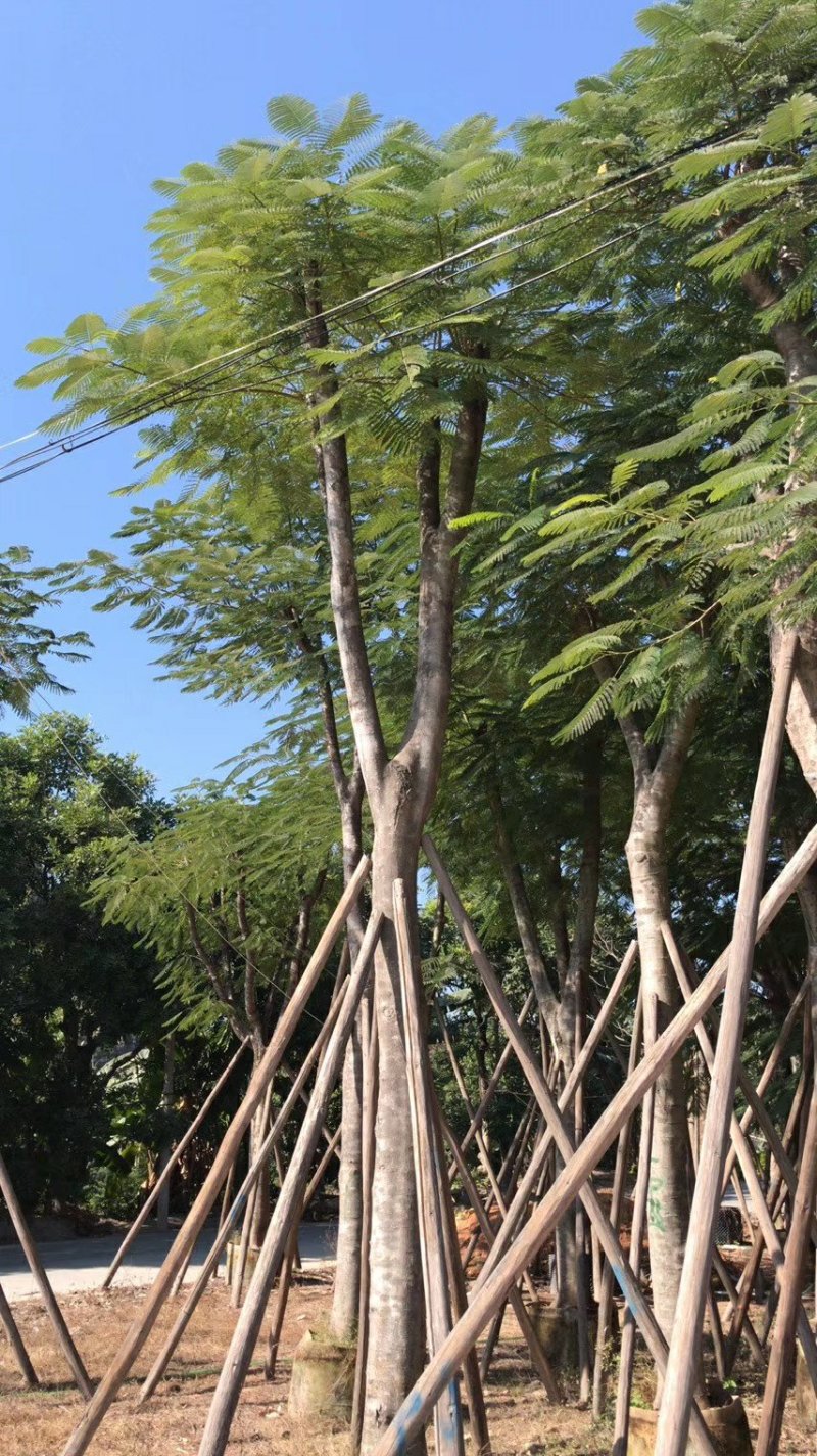 凤凰木（广东普宁凤凰木供应商）（广东普宁凤凰木批发商）