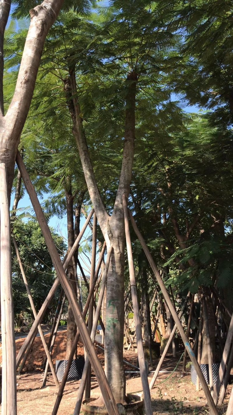 凤凰木（广东普宁凤凰木供应商）（广东普宁凤凰木批发商）