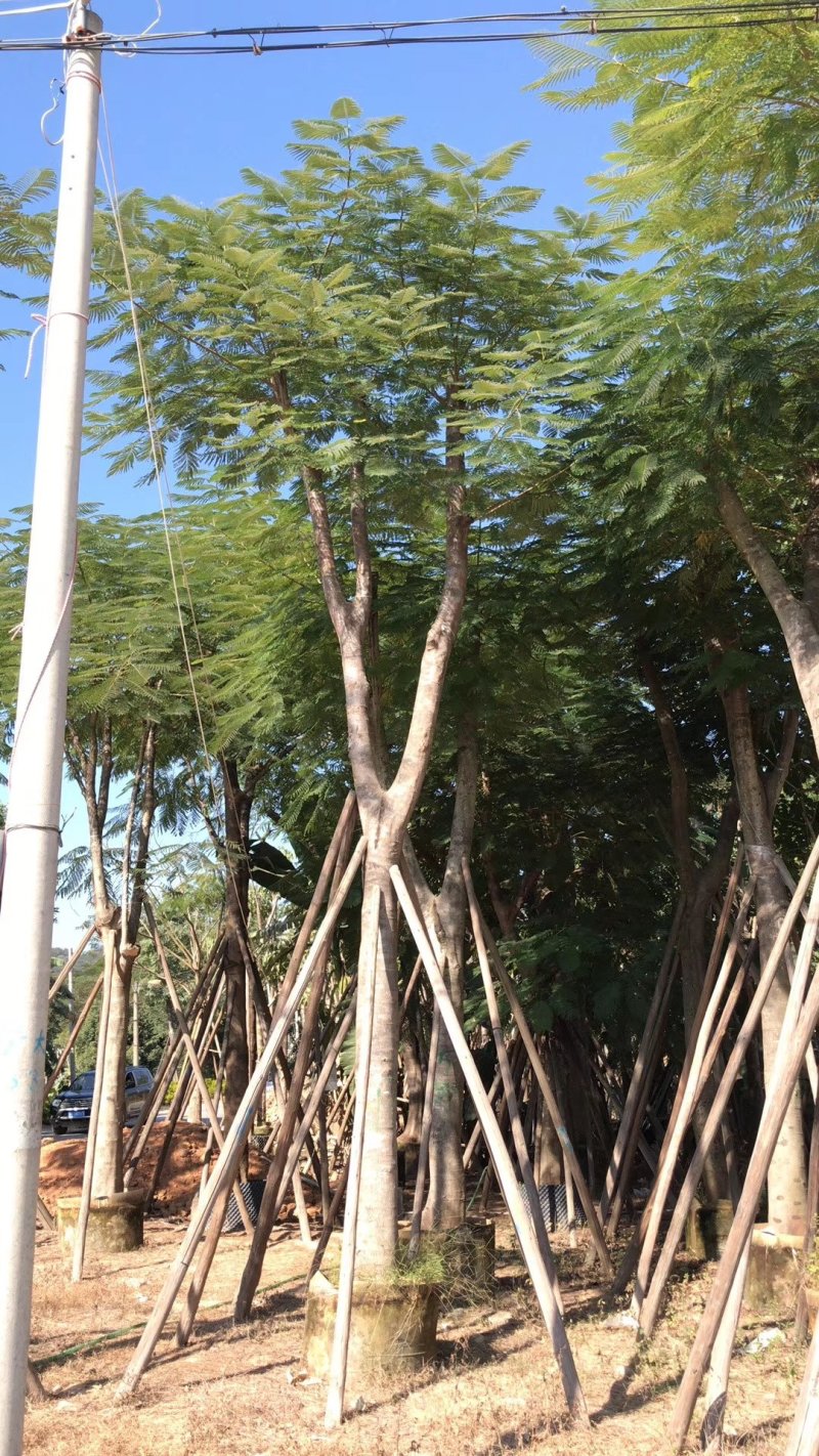 凤凰木（广东普宁凤凰木供应商）（广东普宁凤凰木批发商）