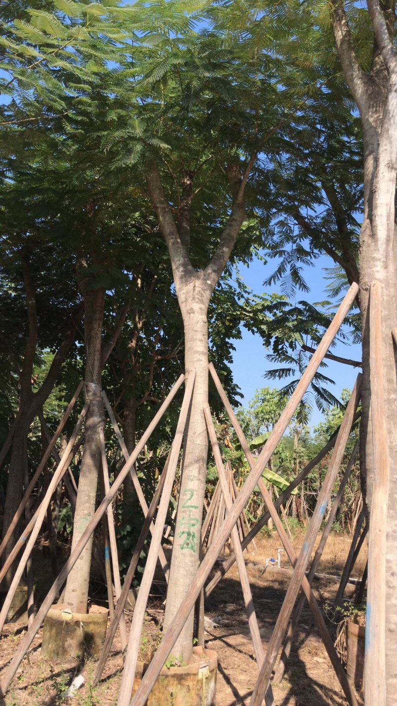 凤凰木（广东普宁凤凰木供应商）（广东普宁凤凰木批发商）