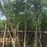 栾树(广东普宁国庆花批发商)(广东普宁栾树供应商)