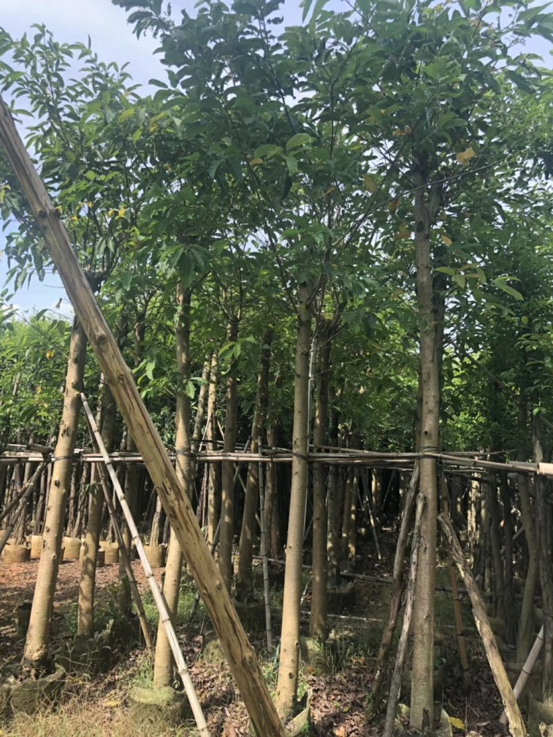 栾树（广东普宁国庆花批发商）（广东普宁栾树供应商）