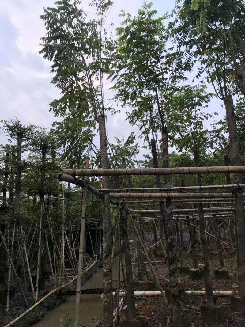 栾树（广东普宁国庆花批发商）（广东普宁栾树供应商）