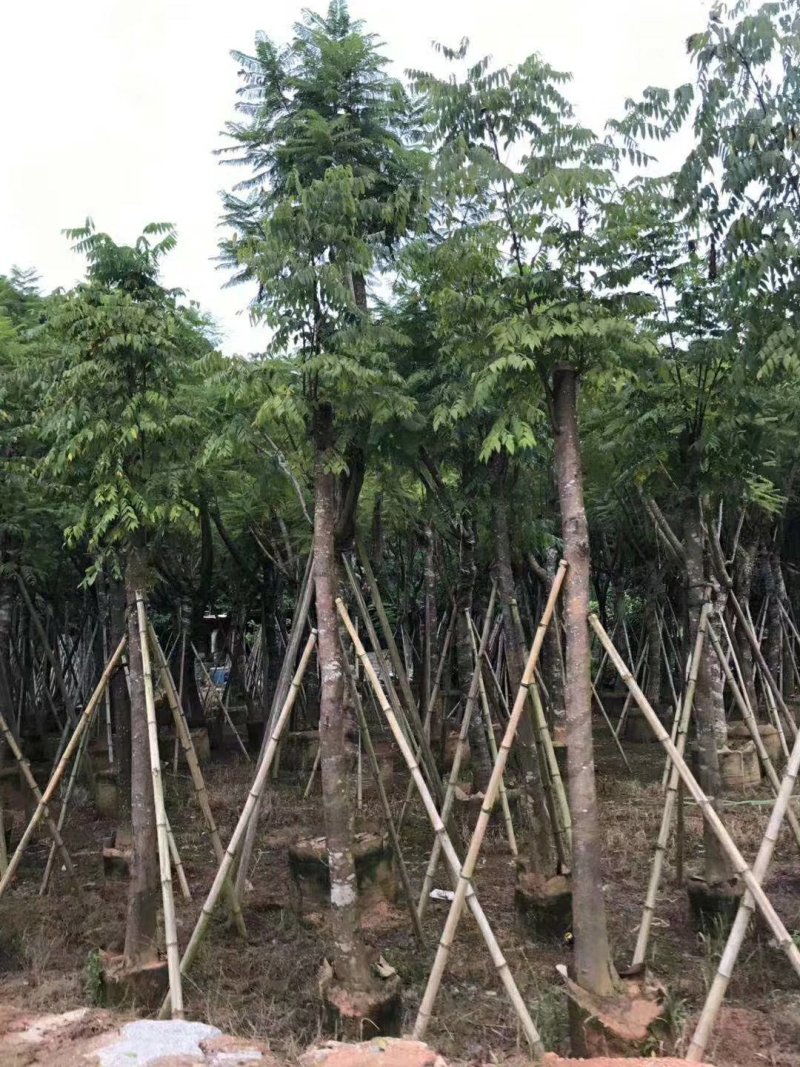 栾树（广东普宁国庆花批发商）（广东普宁栾树供应商）