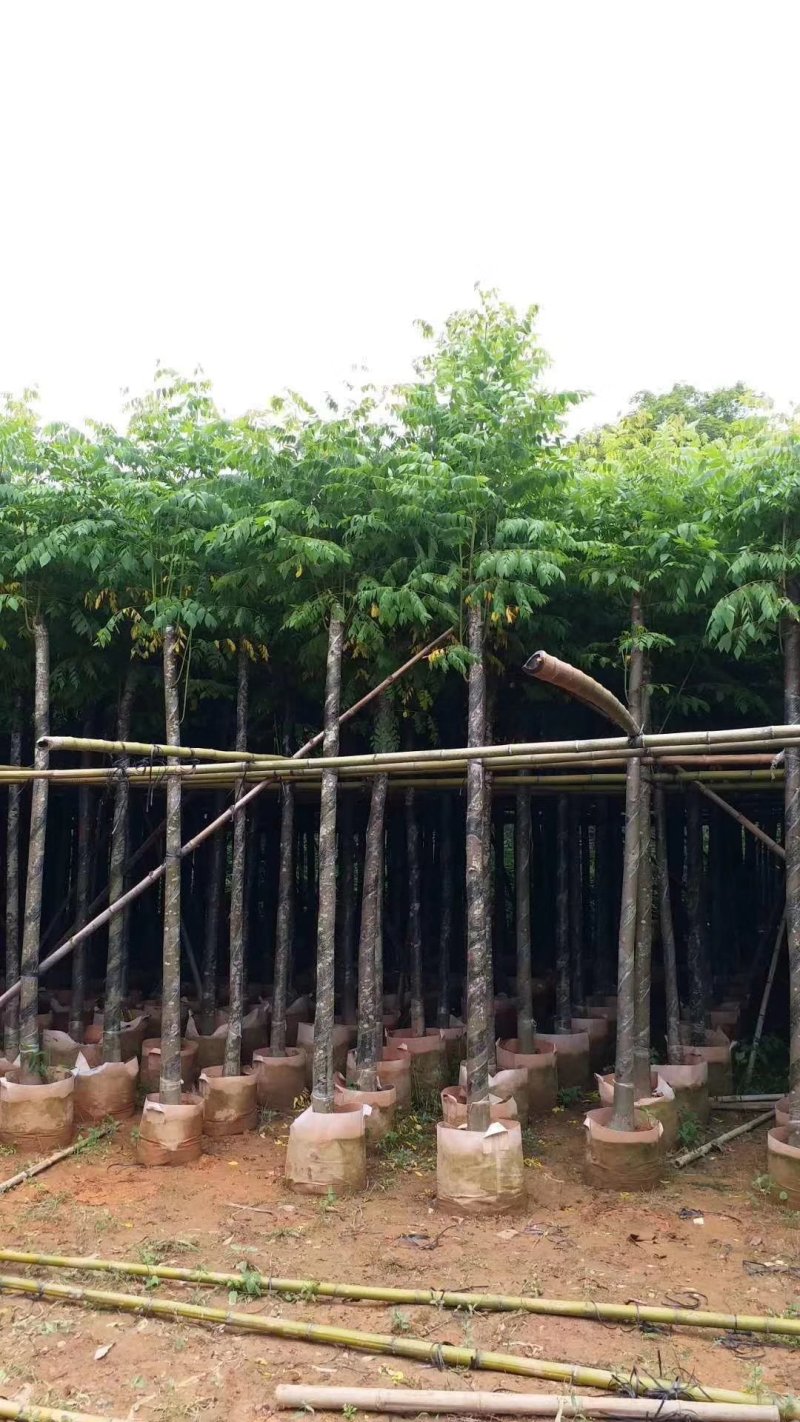 栾树（广东普宁国庆花批发商）（广东普宁栾树供应商）
