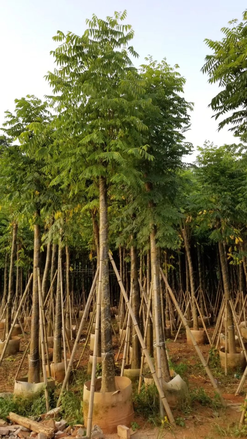 栾树（广东普宁国庆花批发商）（广东普宁栾树供应商）
