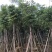 栾树(广东普宁国庆花批发商)(广东普宁栾树供应商)