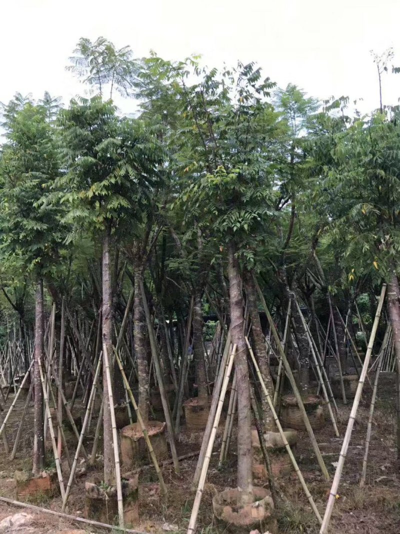 栾树（广东普宁国庆花批发商）（广东普宁栾树供应商）