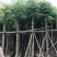 栾树(广东普宁国庆花批发商)(广东普宁栾树供应商)