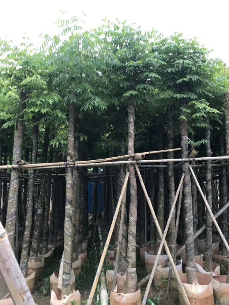 栾树（广东普宁国庆花批发商）（广东普宁栾树供应商）