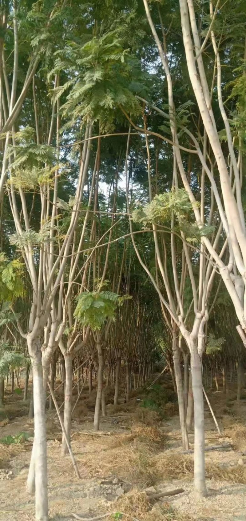 蓝花楹（广东普宁蓝花楹供应商）（广东普宁蓝花楹批发商）
