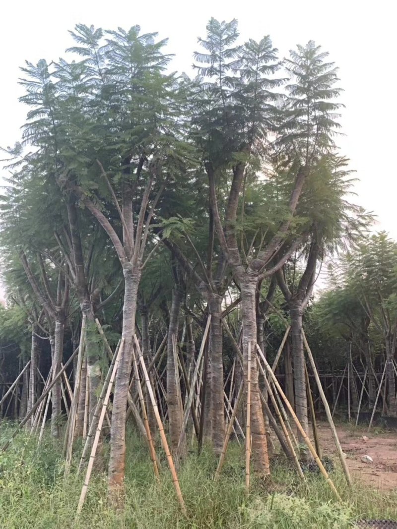 蓝花楹（广东普宁蓝花楹供应商）（广东普宁蓝花楹批发商）