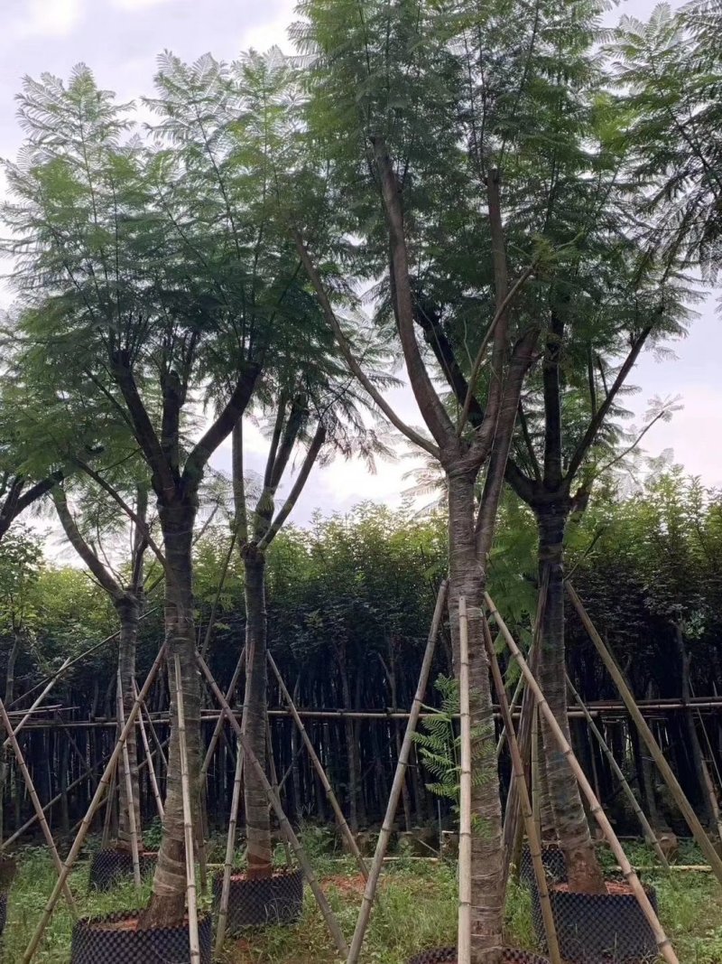 蓝花楹（广东普宁蓝花楹供应商）（广东普宁蓝花楹批发商）