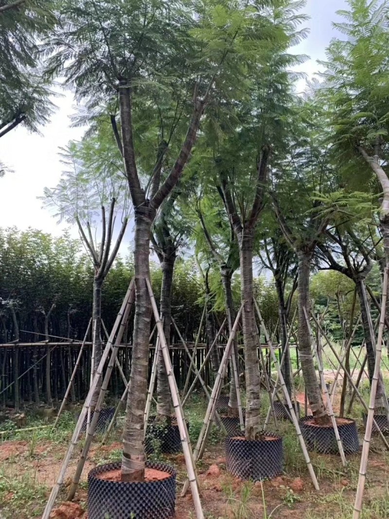 蓝花楹（广东普宁蓝花楹供应商）（广东普宁蓝花楹批发商）