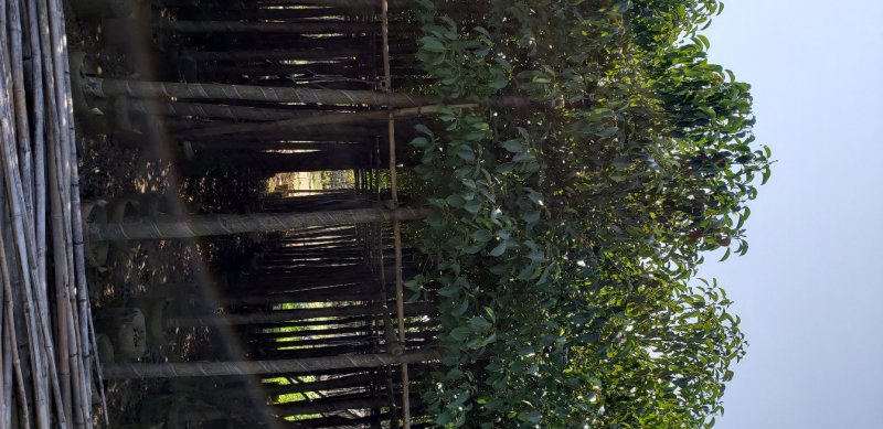 香樟树（广东普宁香樟树供应商）（广东普宁香樟树批发商）