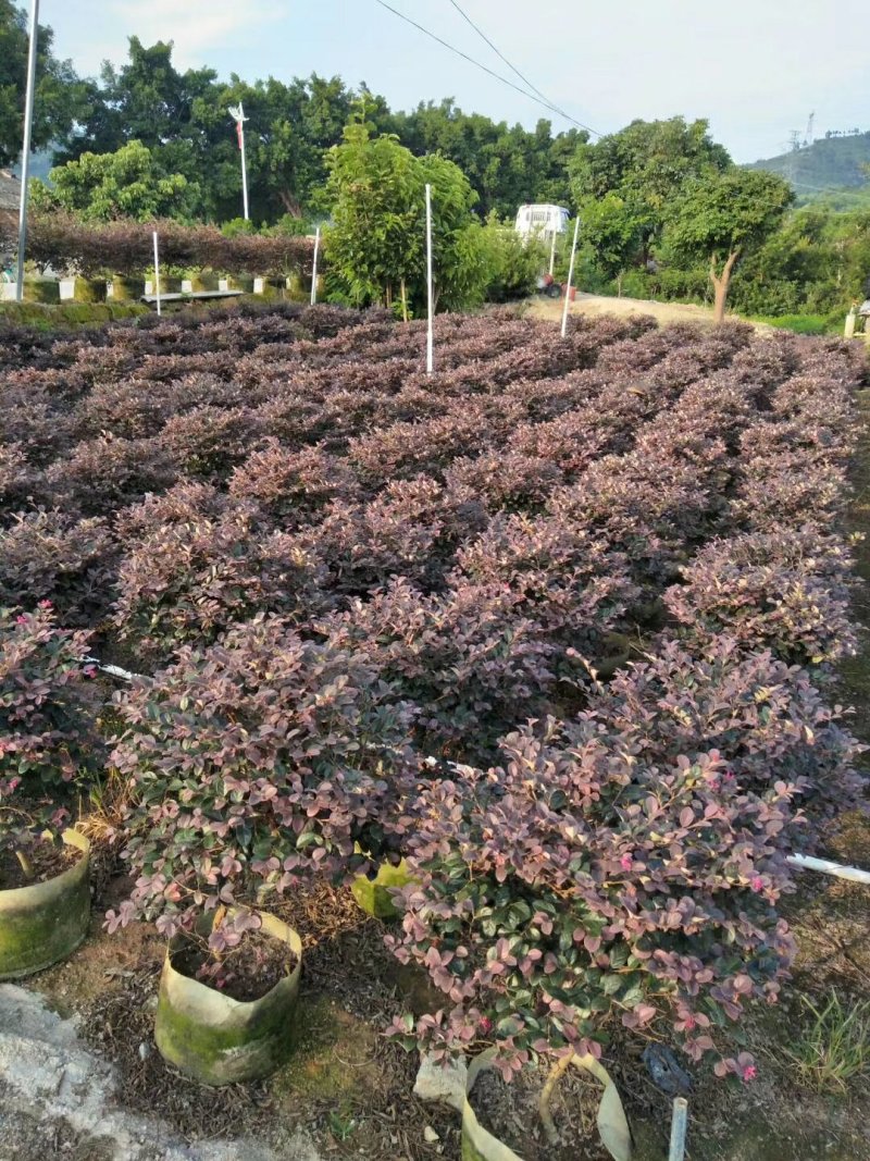 红继木（广东普宁红继木供应商）（广东普宁红继木批发商）