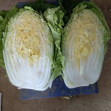 大白菜