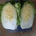 大白菜