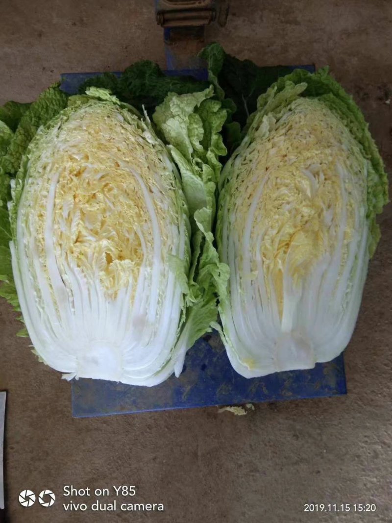 大白菜