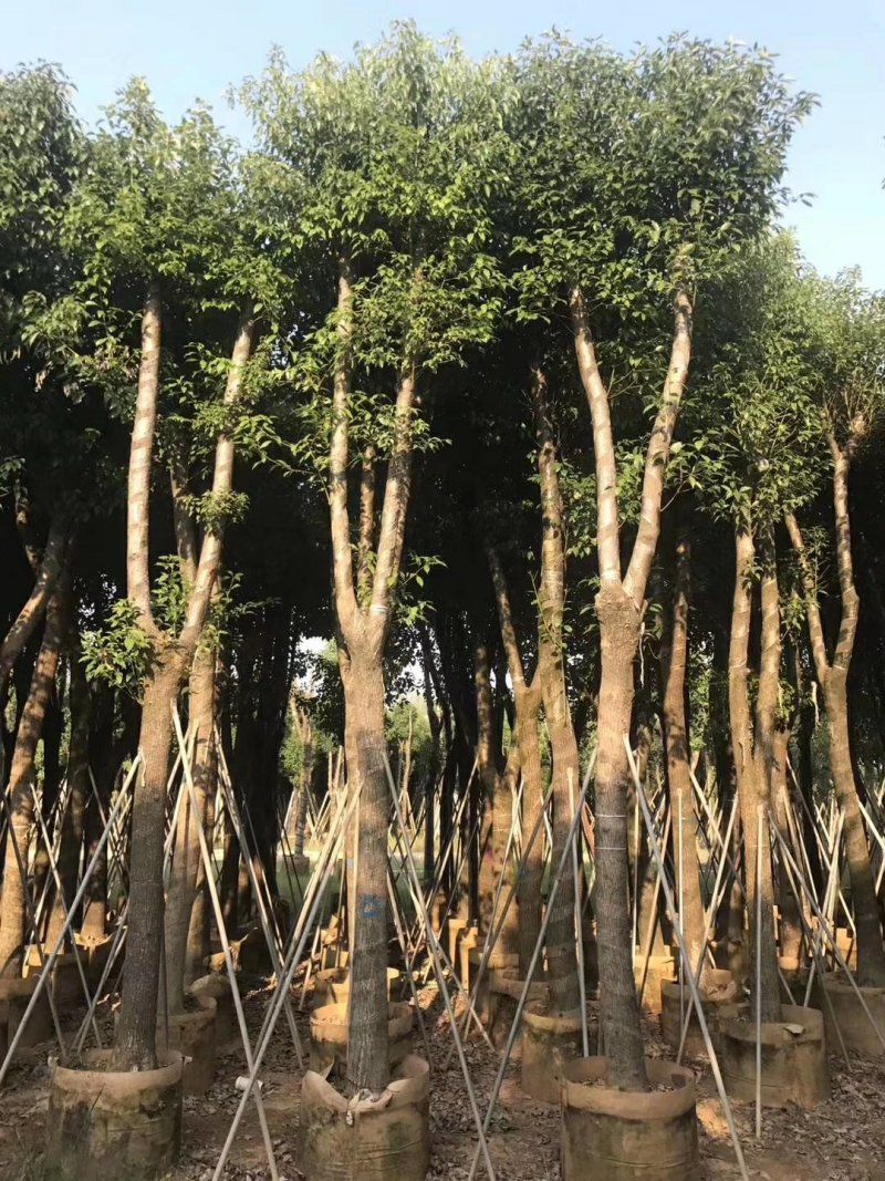 香樟树（广东普宁香樟树供应商）（广东普宁香樟批发商）