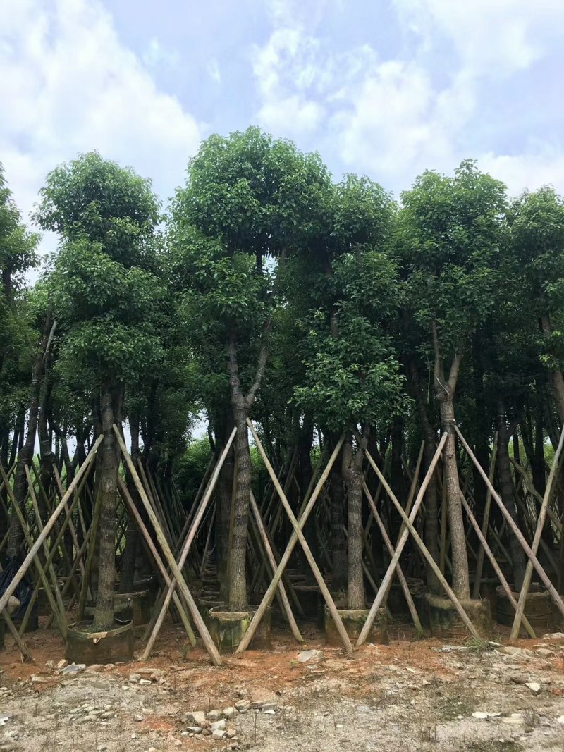 香樟树（广东普宁香樟树供应商）（广东普宁香樟批发商）